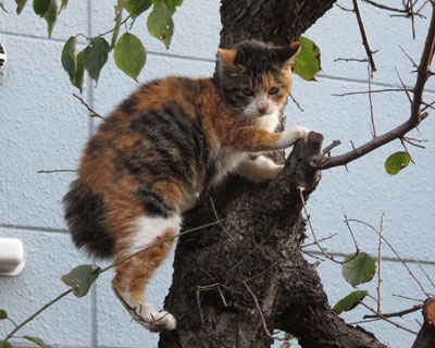 �������ē��������O�т����