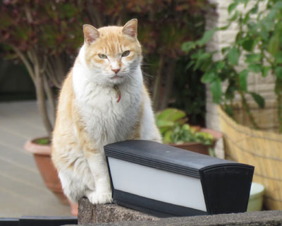 �和�ɂւ΂��