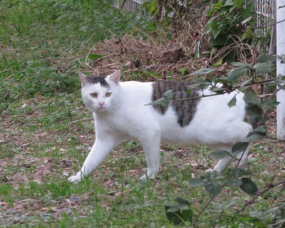 �ӋC�g�X�Əo�Ă����₳���ꂿ���