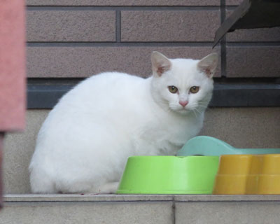 �����q�˂������剻