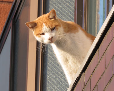 �����̂������ރX���X�������