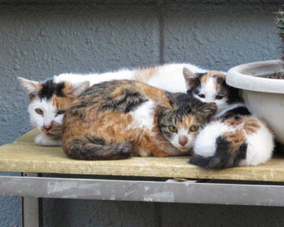 �O�уt�@�~���[�������炵��