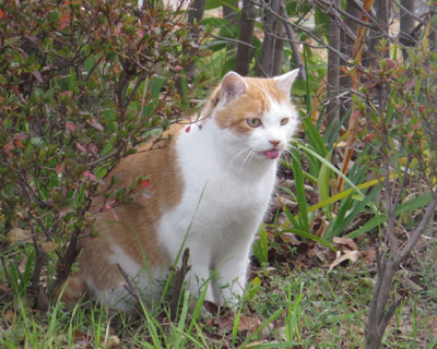 �悭�������̖΂݂ŗV��ł钃�g��