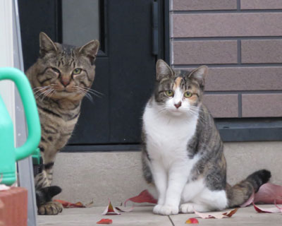 ����̂悤�ȕ��˂������