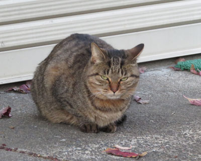 �ɂ�݂���������