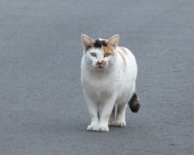 �O�ѕꂳ��ɓ��ł΂�����