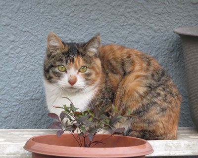 ���O�т����͗����