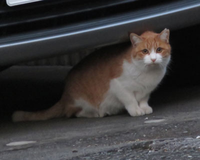 �ߏ��ɂ悭���钃�g��