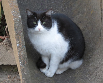 �Ȃ񂩗�������