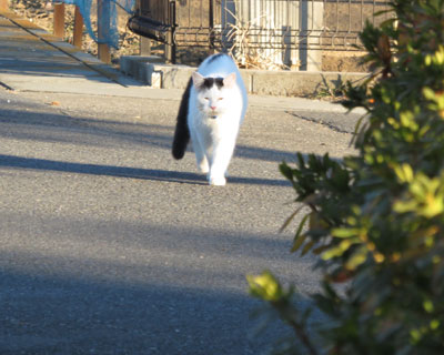 ���񂸂�����Ă���