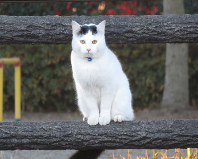 �������Ă��ꂽ