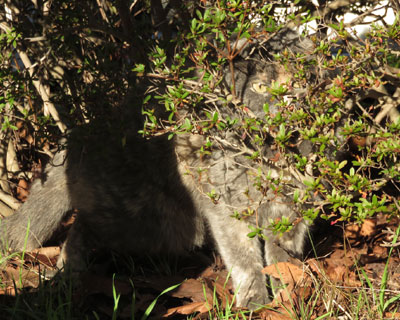 �B��Ă�˂�