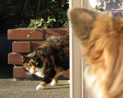 �������Čł܂�Z���O�т����