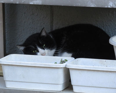 �O�ѐe�q�̒I�ɔ��������