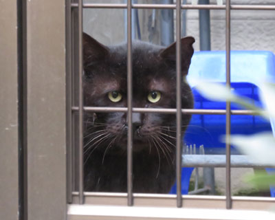 �Y�݂����肻���ȍ��˂�