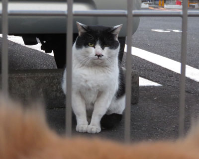 ���������Č����Î�