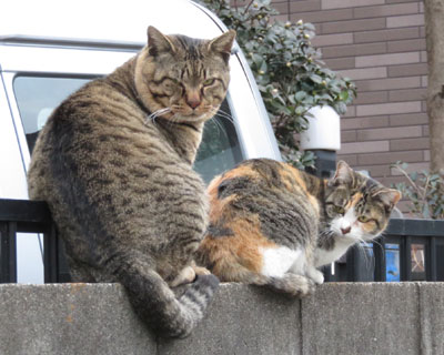 ���˂������͂������ǂ�