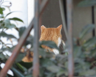 �߂��̉ƂŐl���Ă�