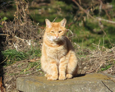 ���Ȃ��ڂ���