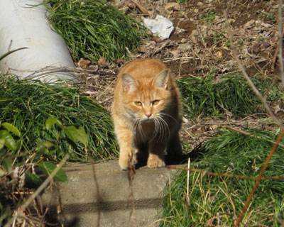 �������������Ă���