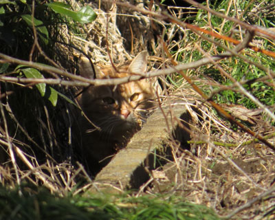 �a�ɖ��܂�