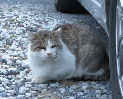 ���ɓ����Ȃ�