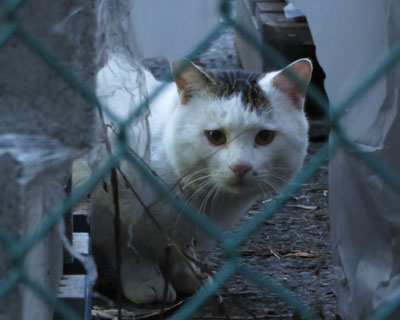 �ŋ߂��킢���Ȃ����₳���ꂿ���