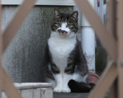 �����p�����������ڂ����