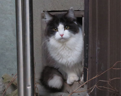 �����ۂӂ��ӂ�