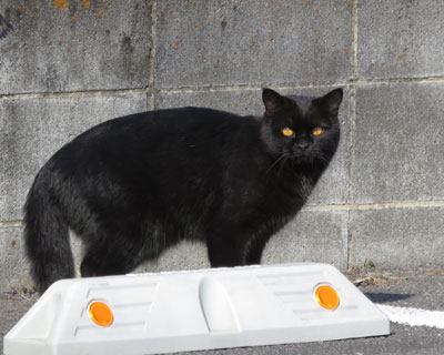 �ڂ̐F���Z�����˂�