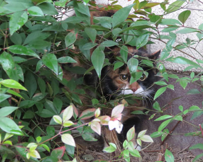 ���R�݂����ȔZ���O�т����