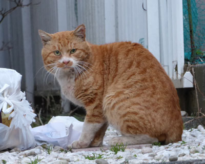 �܂��ۂ������