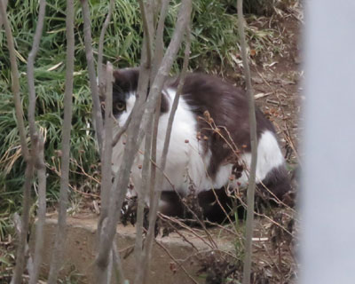 �B��Č��Ă�