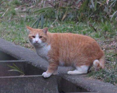 �ʂۂ������