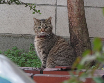 ������ƎႻ��