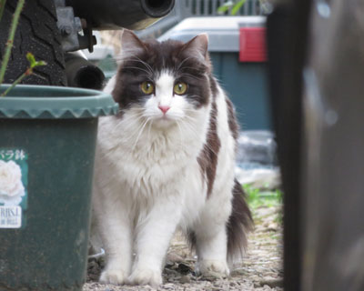 ���X�ƌ��Ă�