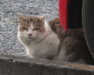 �D�������Ȃ˂�