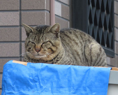 �ǂ�����