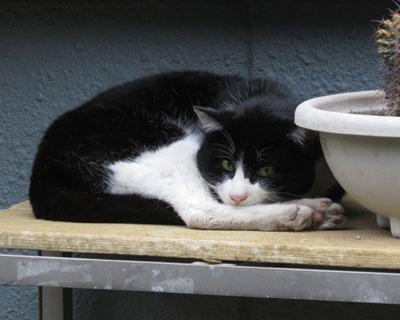 �`�����̔���