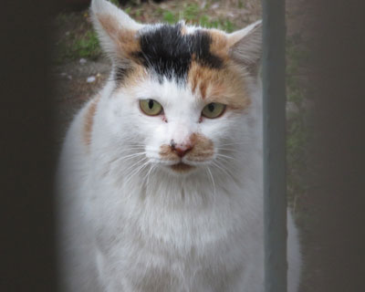 �s�����Ɍ��Ă�