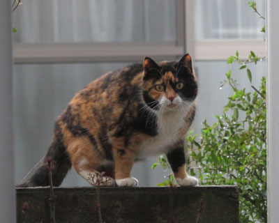 �ł܂�O�т����