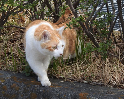 �������̖΂݂˂�