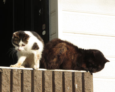 �������������Ȃ�