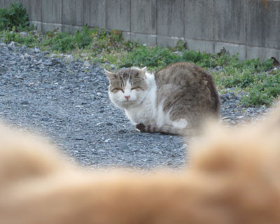 ���͂��܂�C�ɂ��Ȃ�