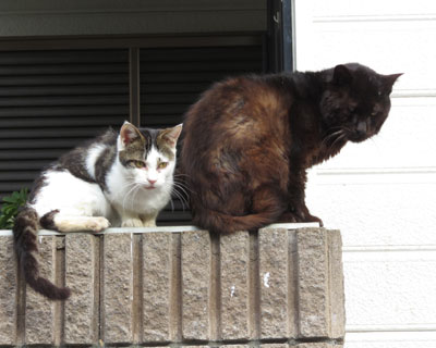 �܂����������悭�����Ȃ�