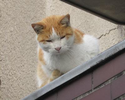 �Q�K���猩�Ă�