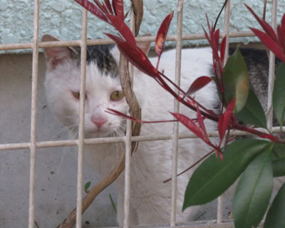 �₳���ꂿ���