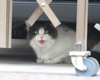 ��������Ă�