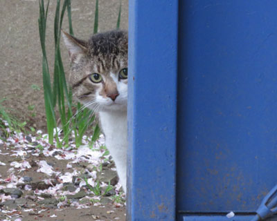 �Ɛ��w�͌����I