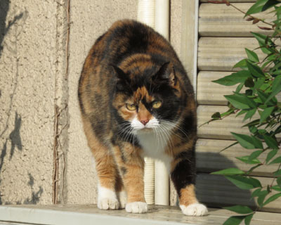 ���X�Ȃ񂾂�ˁE�E�E�H